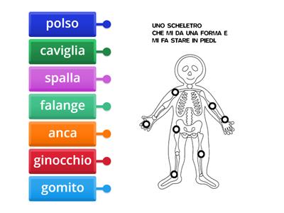 Il corpo umano - le articolazioni