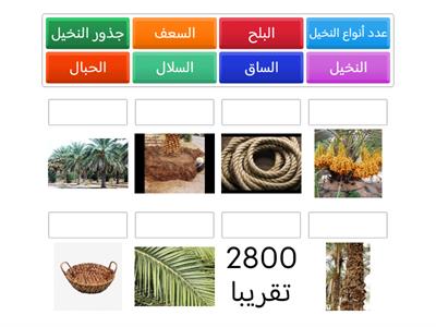 درس النخيل صف رابع