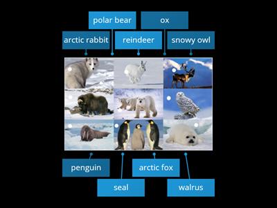 Winter Animals