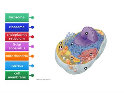 Label Animal Cell Diagram
