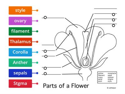  Parts of a typical flower