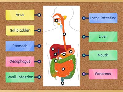 Label the Digestive System