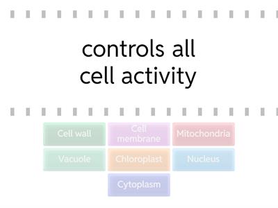 Cell Organelle Matching Game