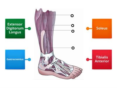 Muscles for Pedicure