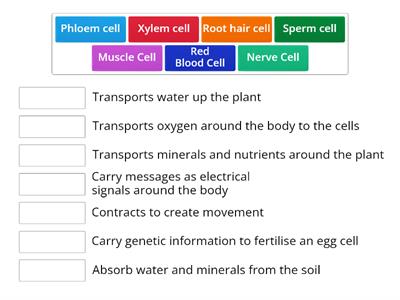 Specialised Cell Functions