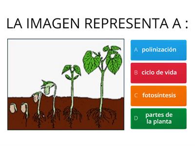 Ciclo  de Las plantas