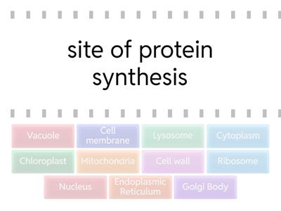 Cell Organelle Matching Video Game