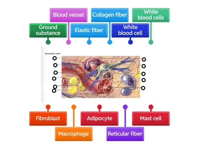 Connective Tissue: Extracellular Matrix