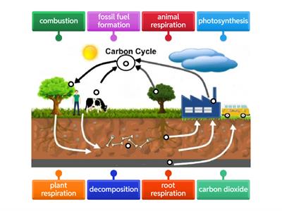 Carbon Cycle Labeling