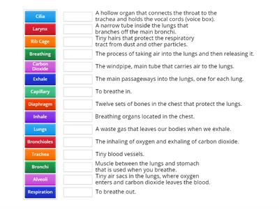 Respiratory System Match Up