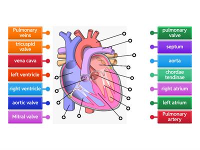 The internal heart structure