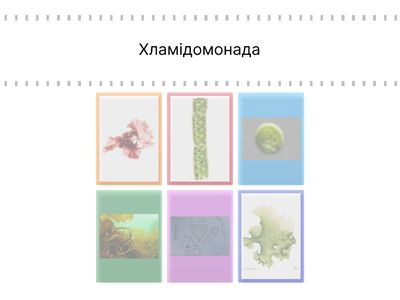 Водорості 1011