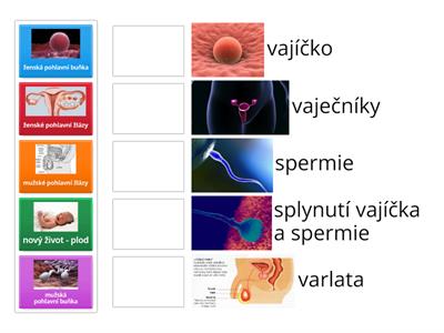 Rozmnožovací soustava