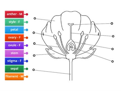 Cross-section of a flower (Edexcel iGCSE)