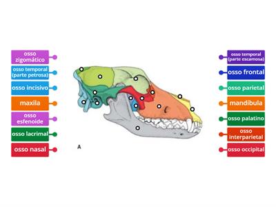 Ossos do Crânio (Cães)