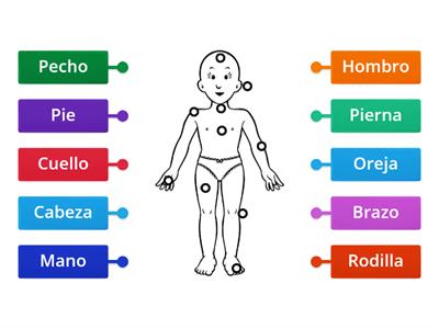 PARTES DO CORPO em Espanhol