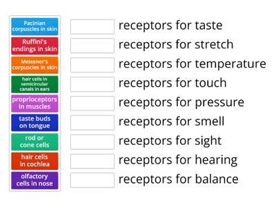 Receptor Cells 