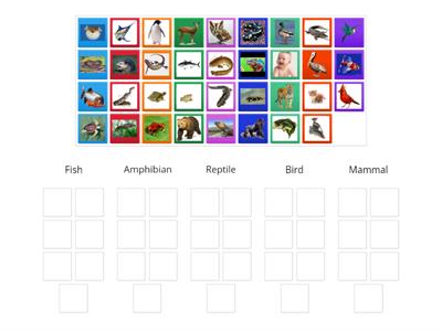Animal Classification Group Sort