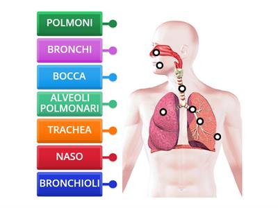 Apparato respiratorio