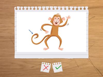 Частини тіла