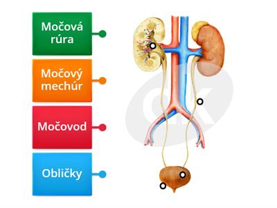 vylučovacia sústava