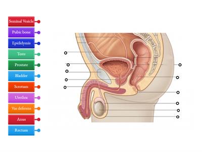Male Reproductive System