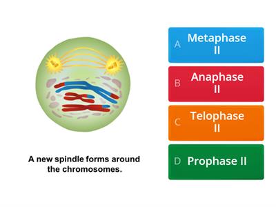 Meiosis Review