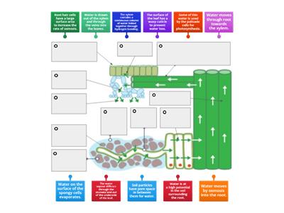 AS KS4 to KS5 content Biology AQA Transpiration