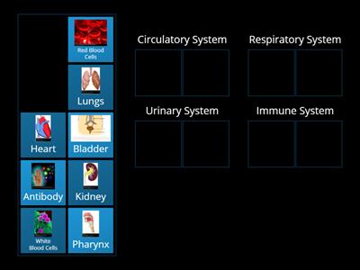 Module 8: Body Systems Sorting