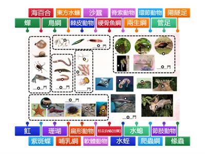 7下3-6動物名稱標籤