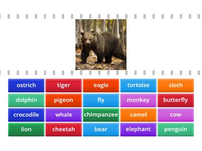 animals, speakout pre-intermediate 9