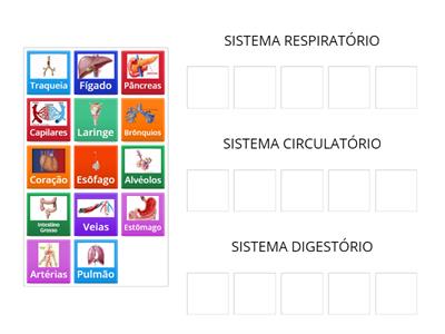  Sistemas Respiratório, Circulatório e Digestório - 19/08