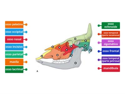 Ossos do Crânio (Bovinos)