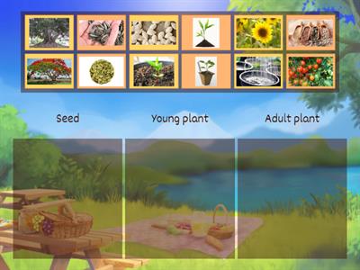Life cycle of plants