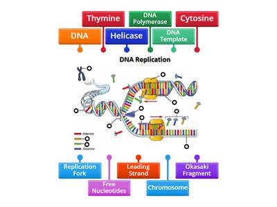 DNA Replication