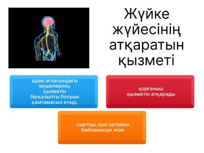   Жүйке жүйесі жаратылыстану 10