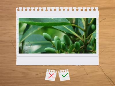 造園丙級識別圖卡1