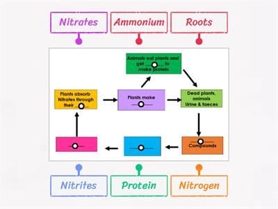 1. Biodiversity Nitrogen Cycle Labelled Diagram