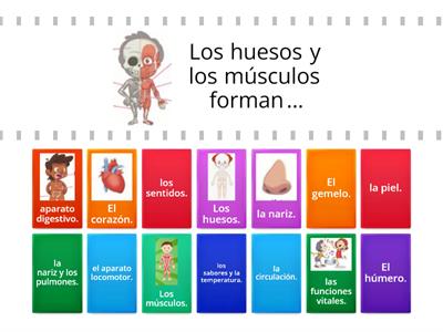 EL CUERPO HUMANO