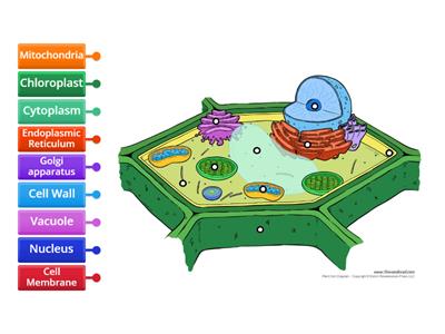 Plant Cell - Label Organelles