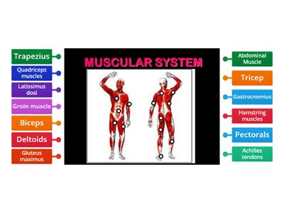 The Muscular System