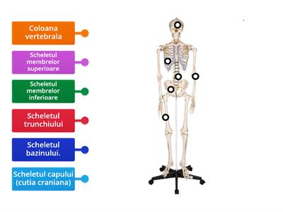   Scheletul uman clasa 1