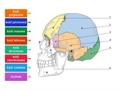 kości czaszki
