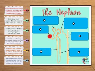 CAX KS4/5 the nephron and what is absorbed or filtered and where