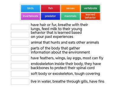 Science - Animal Adaptations