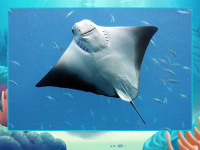 Pete the cat(scuba-cat)