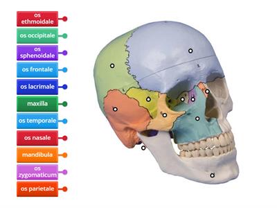 anatomie lebky latinsky 