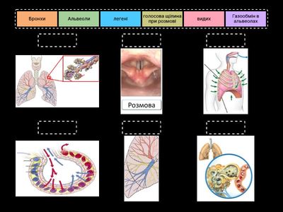 Будова дихальної системи