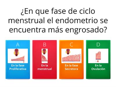 Ciclo Menstrual