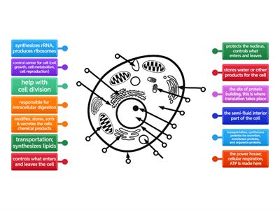 Animal Cell Functions